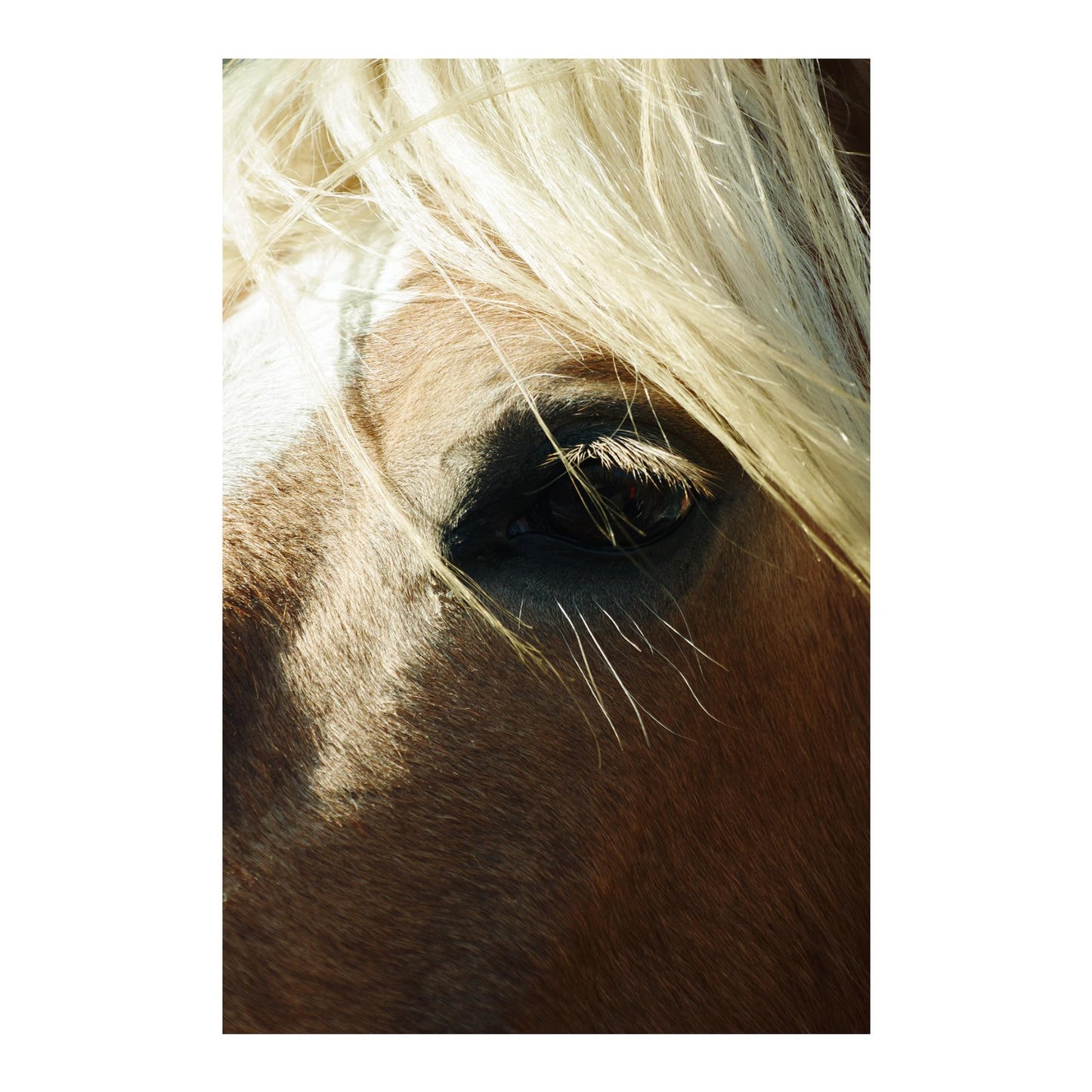 Sigma 16-300mm f/3.5-6.7 DC OS Contemporary Lens (Canon RF)